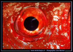 The Eye of a Priacanthus Blochii... Que du Bonheur... :O)... by Michel Lonfat 